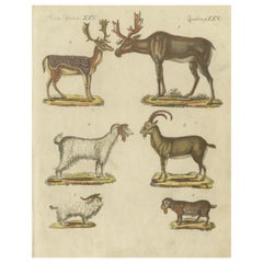 Hand Colored Used Print of Deer, Billy Goats and Goats, circa 1820