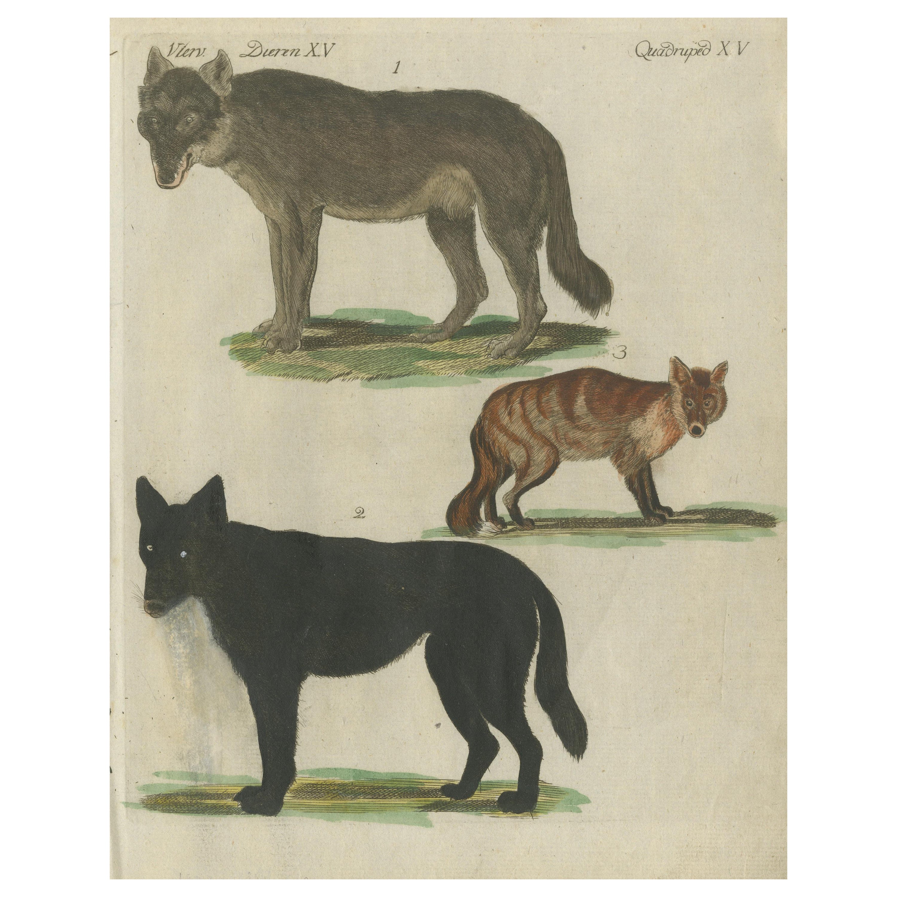 Gravure ancienne coloriée à la main représentant des loups et un renard, vers 1820 en vente