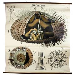 Vintage Early 20th Century Paul Pfurtscheller Zoological Wall Chart, Sea Urchin