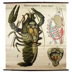 Antique Early 20th Century Paul Pfurtscheller Zoological Wall Chart, Crayfish