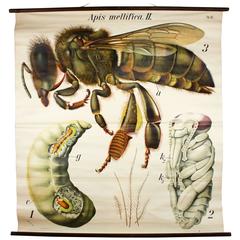 Vintage Early 20th Century Paul Pfurtscheller Zoological Wall Chart, Honey Bee