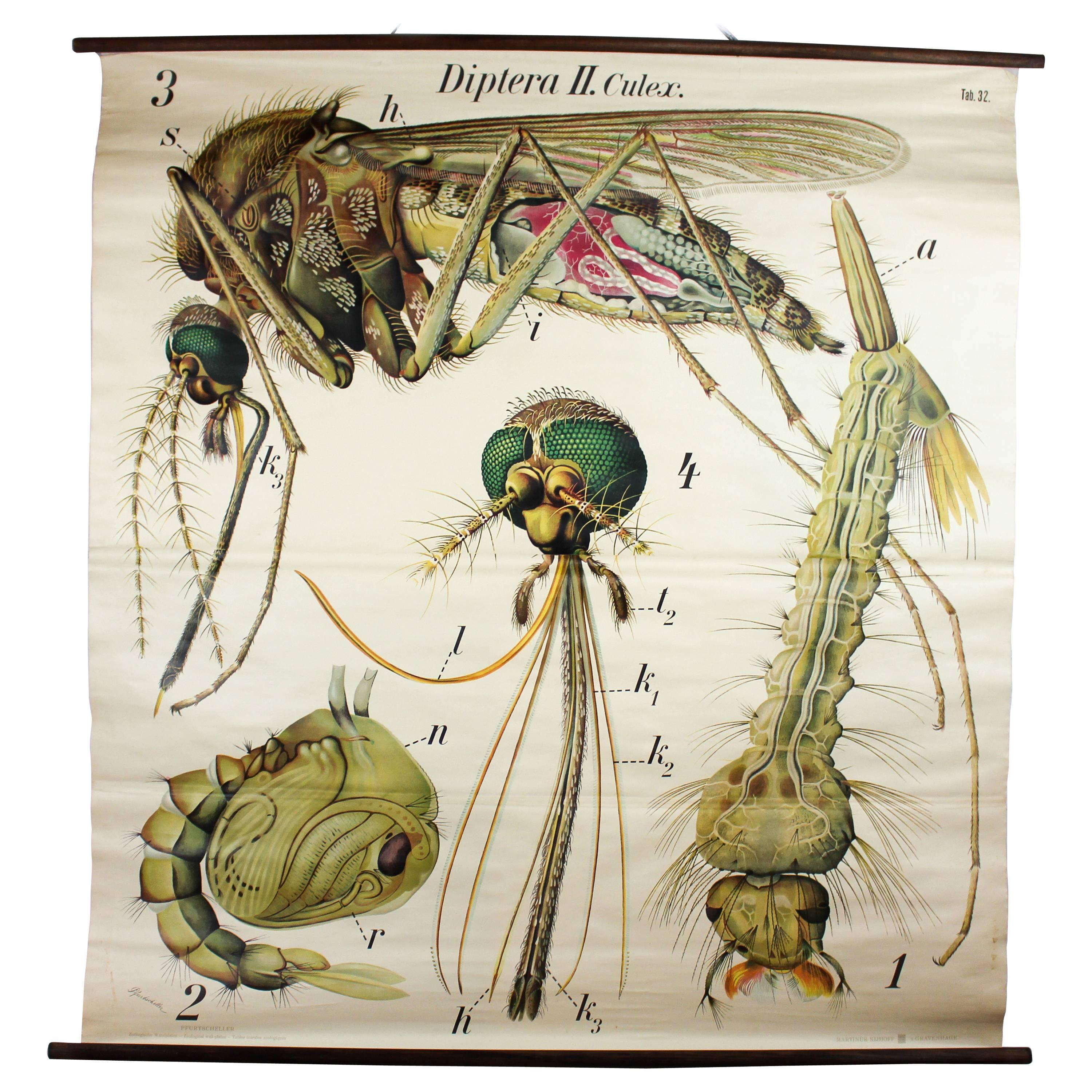 Vintage Early 20th Century Paul Pfurtscheller Zoological Wall Chart, Mosquito