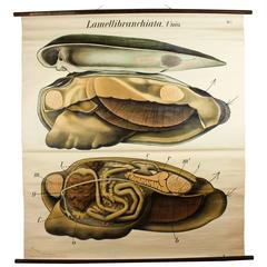 Vintage Early 20th Century Pfurtscheller Zoological Wall Chart, Painters Mussel