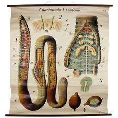 Antique Early 20th Century Paul Pfurtscheller Zoological Wall Chart, Earthworm