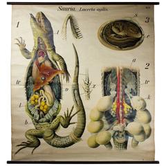 Antique Early 20th Century Paul Pfurtscheller Zoological Wall Chart, Sand Lizard