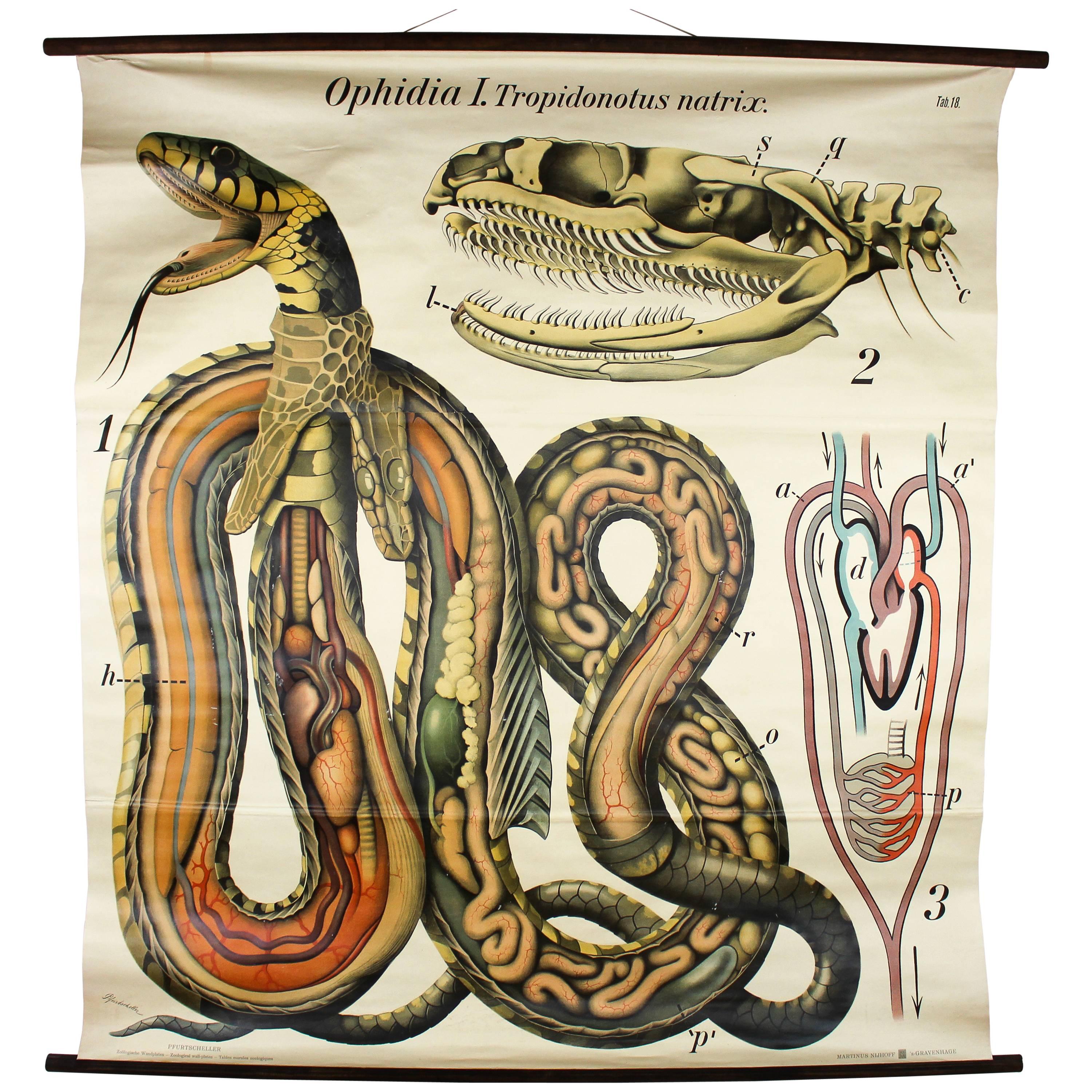 Vintage Early 20th Century Paul Pfurtscheller Zoological Wall Chart, Grass Snake