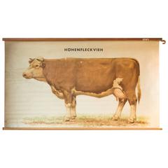 Vintage Mid-Century Wall Chart, Alpine 'Fleckvieh' Cattle