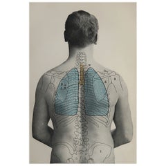 Original Vintage Medical Print, Lungs, C.1900