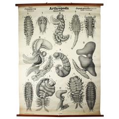 Antique 19th Century Wall Chart by Rudolf Leuckart, Arthropoda, Crustaceans