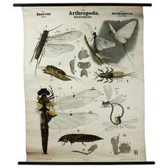 Antique 19th Century Wall Chart by Rudolf Leuckart, Orthoptera, Insects