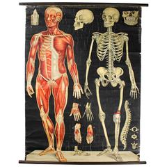 Antique Fin-de-Siècle Anatomical Wall Chart, Antonio Vallardi