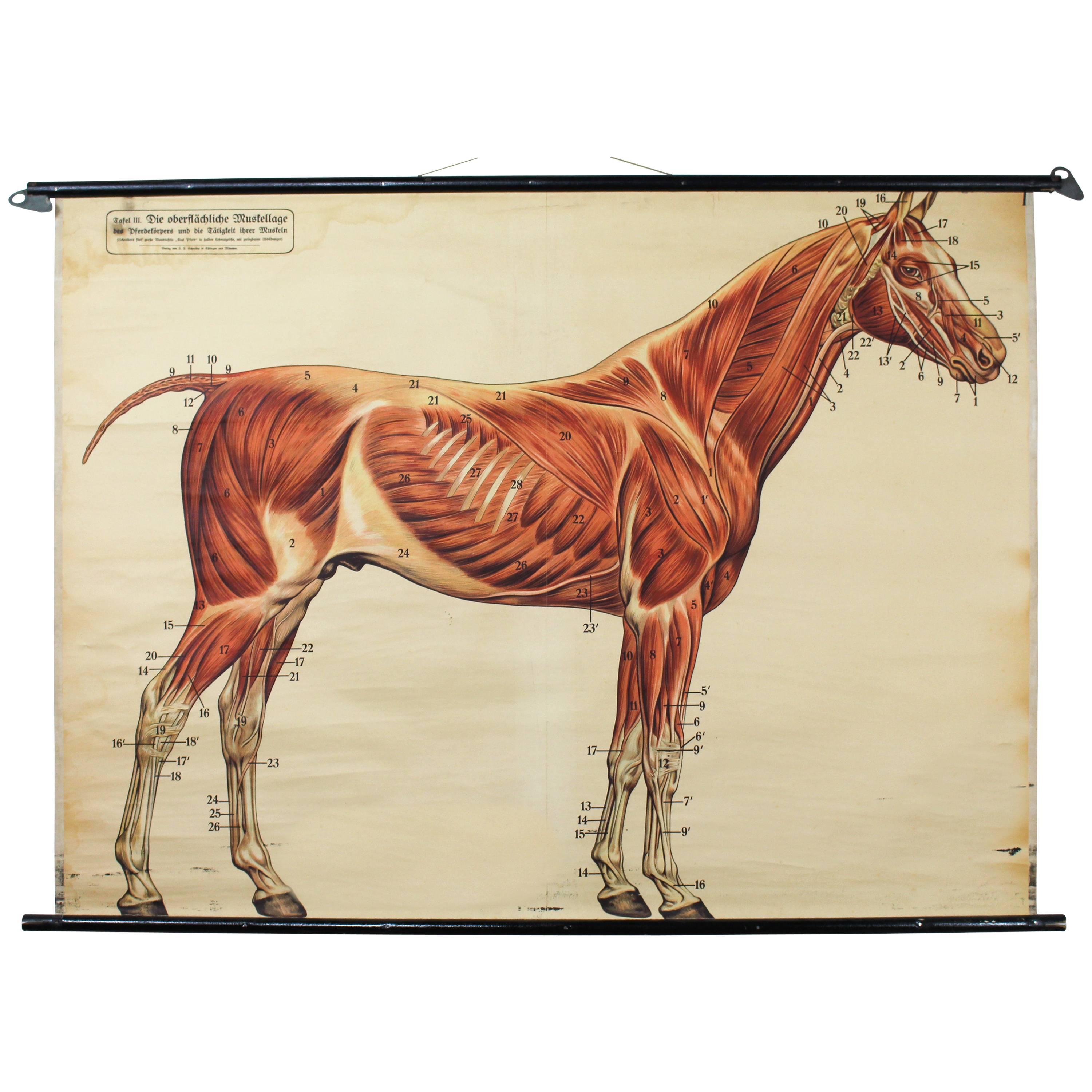 Vintage 19th Century Wall Chart Dr. Richard Klett, Muscles of a Horse