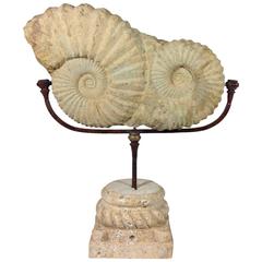 Ammonite Fossil on Iron and Marble Base