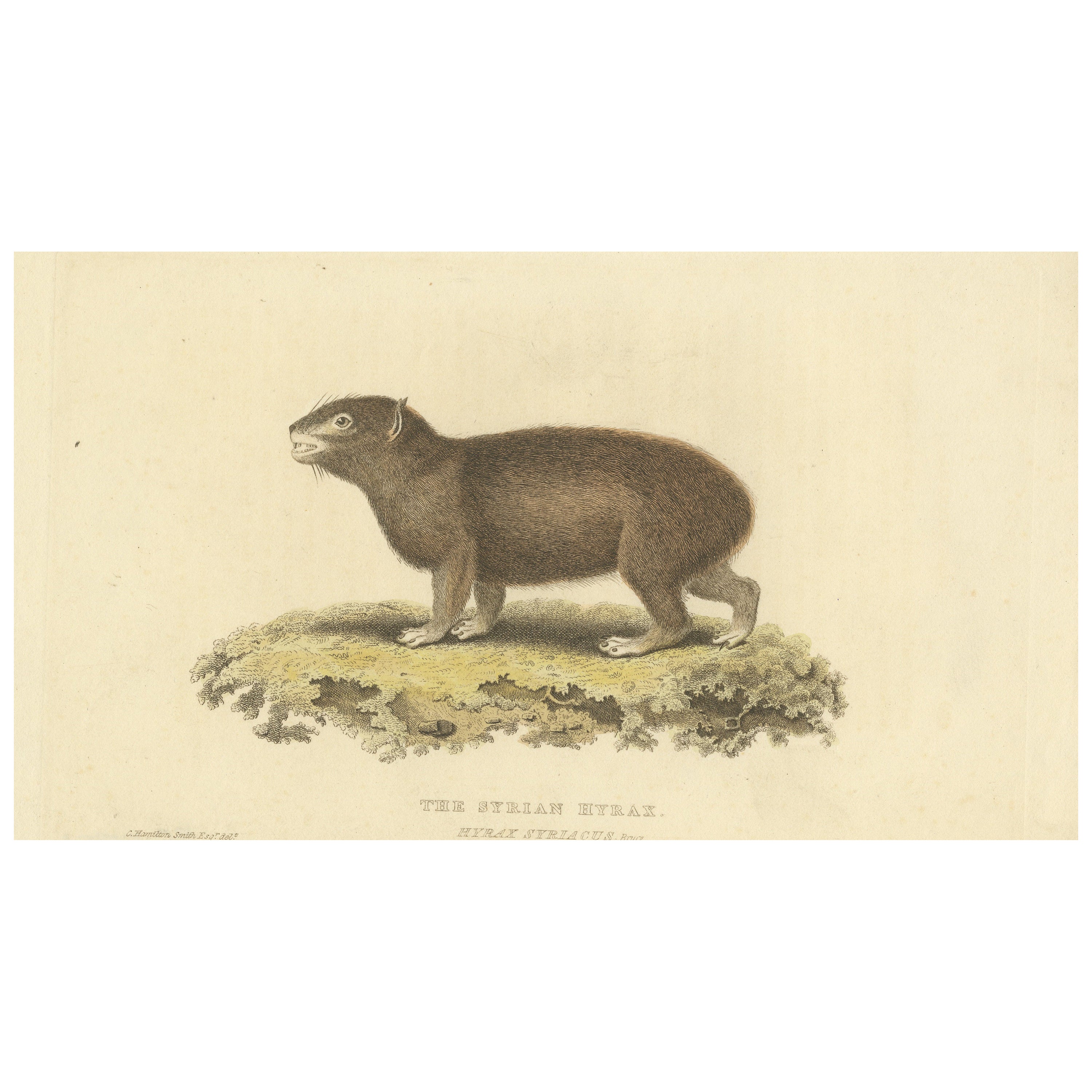 Original Hand Colored Antique Print of a Syrian Hyrax, 1825 For Sale