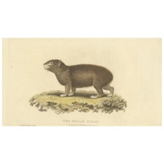 Original Hand Colored Antique Print of a Syrian Hyrax, 1825