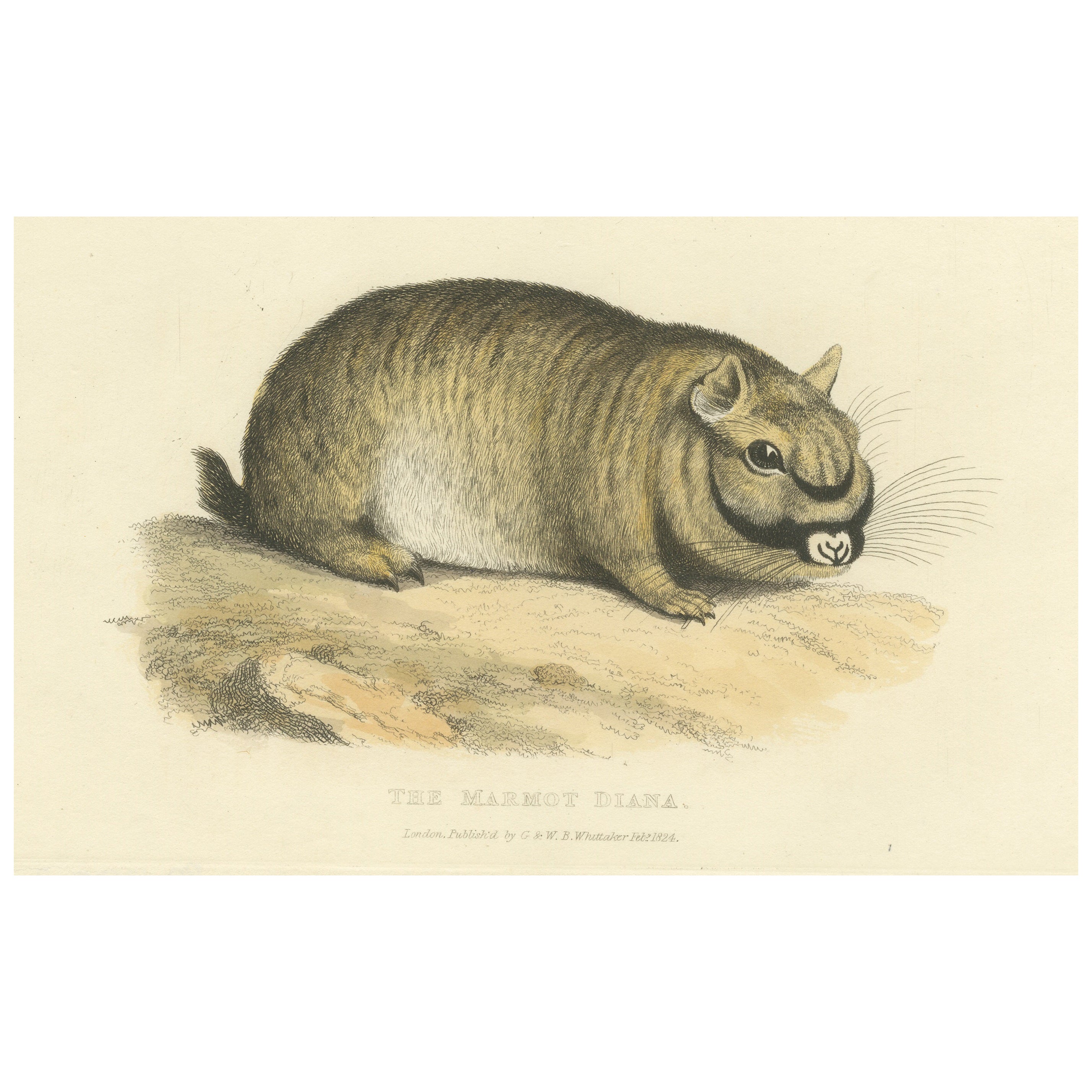 Original Antique Print of Marmot Diana, an unknown variety of a Groundhog, 1824 For Sale
