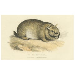 Gravure ancienne originale de la marmotte Diane, une variété inconnue de marmotte, 1824