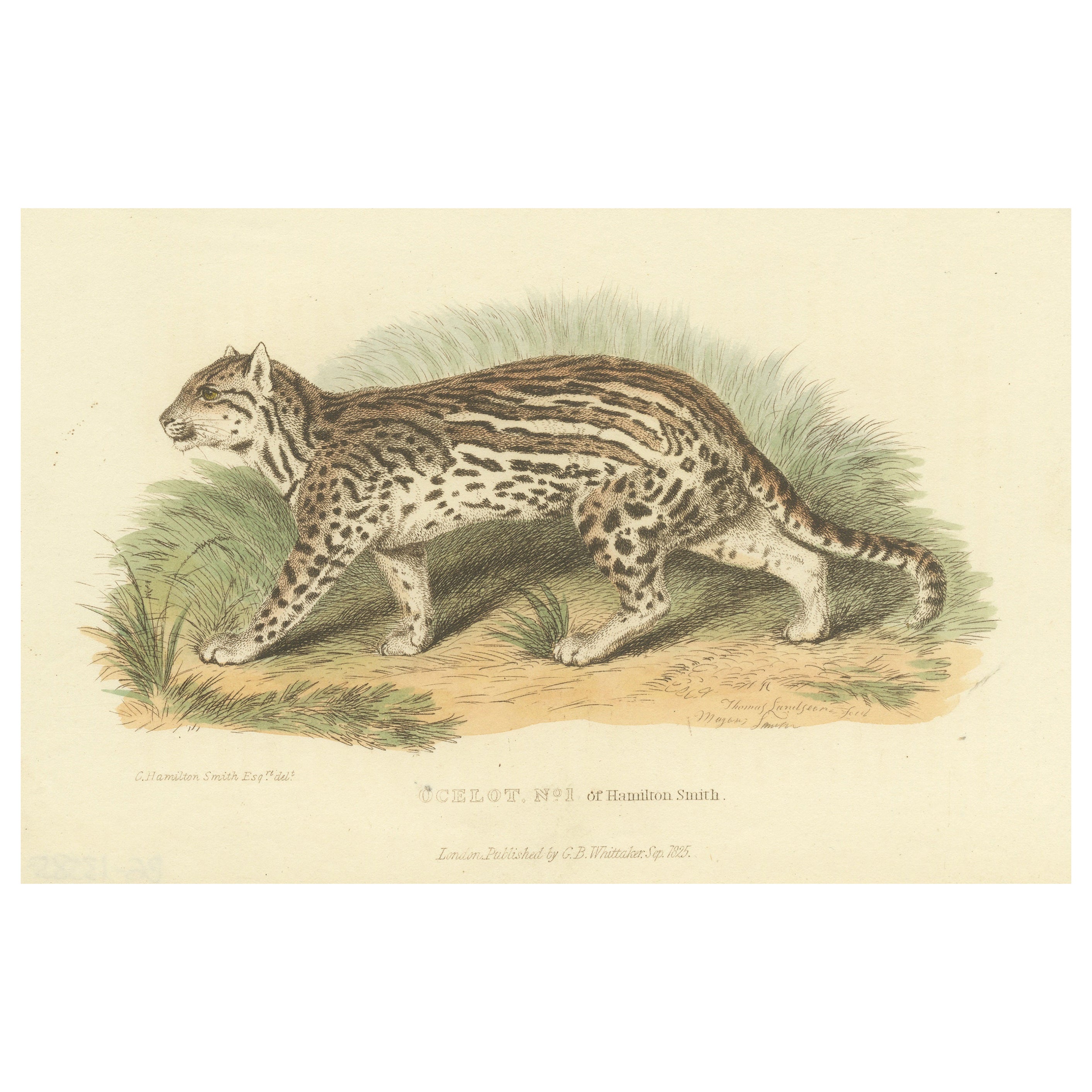 Antique Print with Hand Coloring of Ocelot, Leopardus Pardalis, 1825 For Sale
