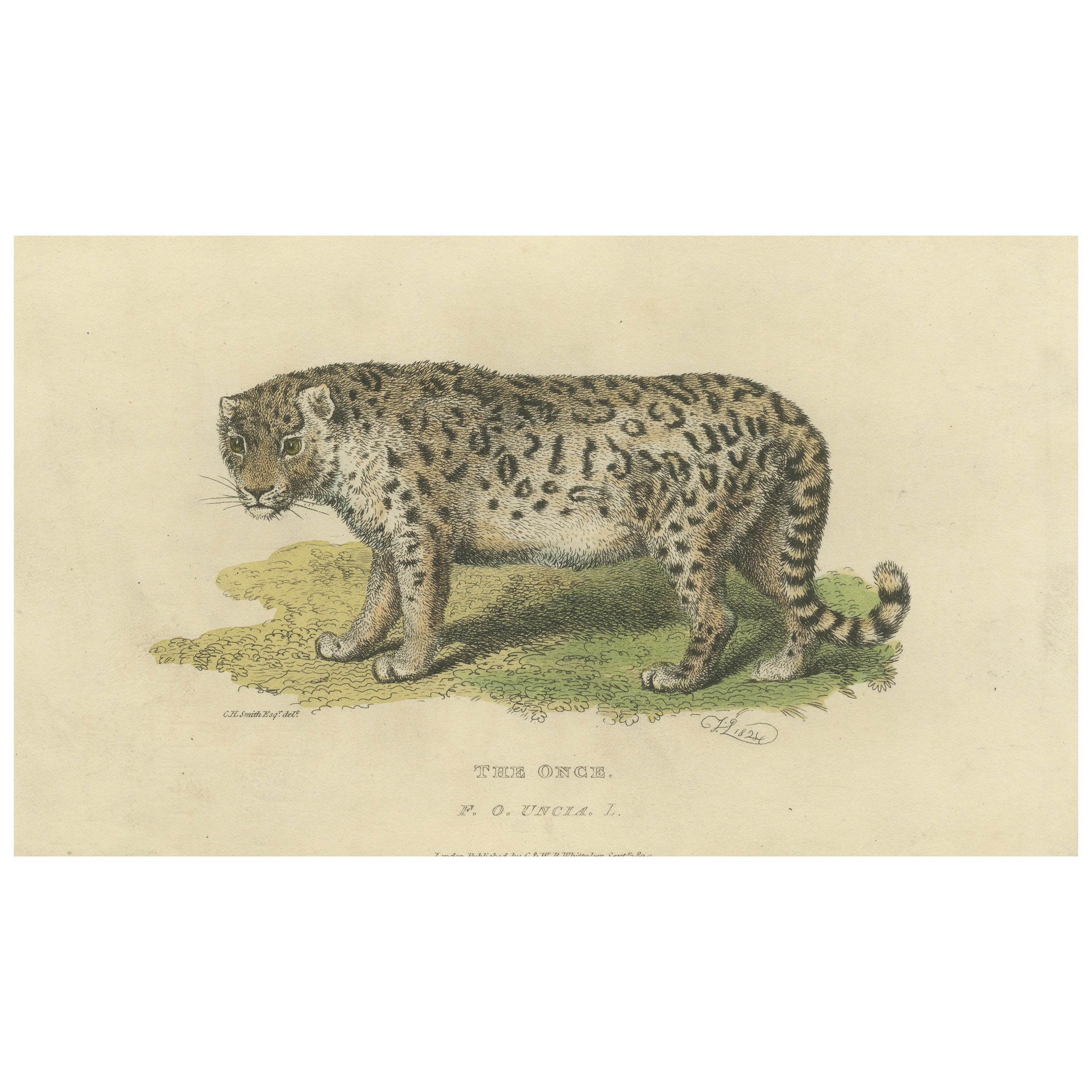 A Hand-Colored Illustration of the Snow Leopard or Once, 1824 For Sale