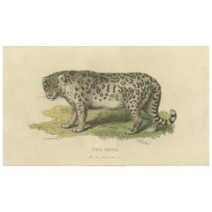 Antique A Hand-Colored Illustration of the Snow Leopard or Once, 1824