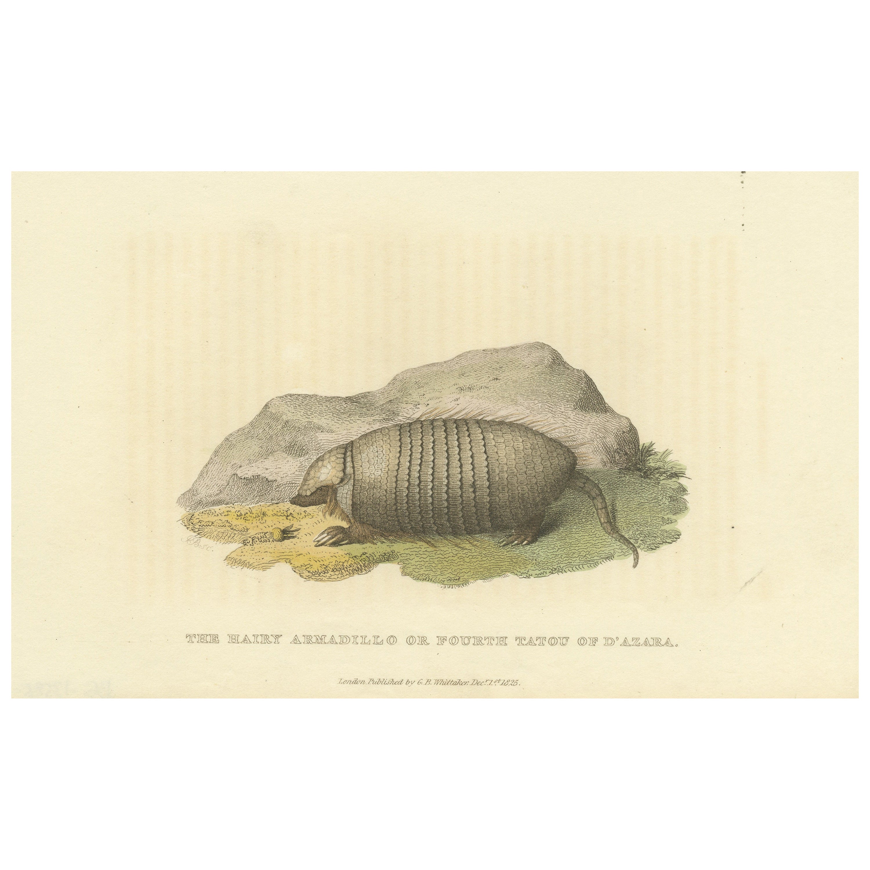 An Original 1825 Illustration of the Large Hairy Armadillo by G.B. Whittaker For Sale