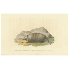 An Original 1825 Illustration of the Large Hairy Armadillo by G.B. Whittaker