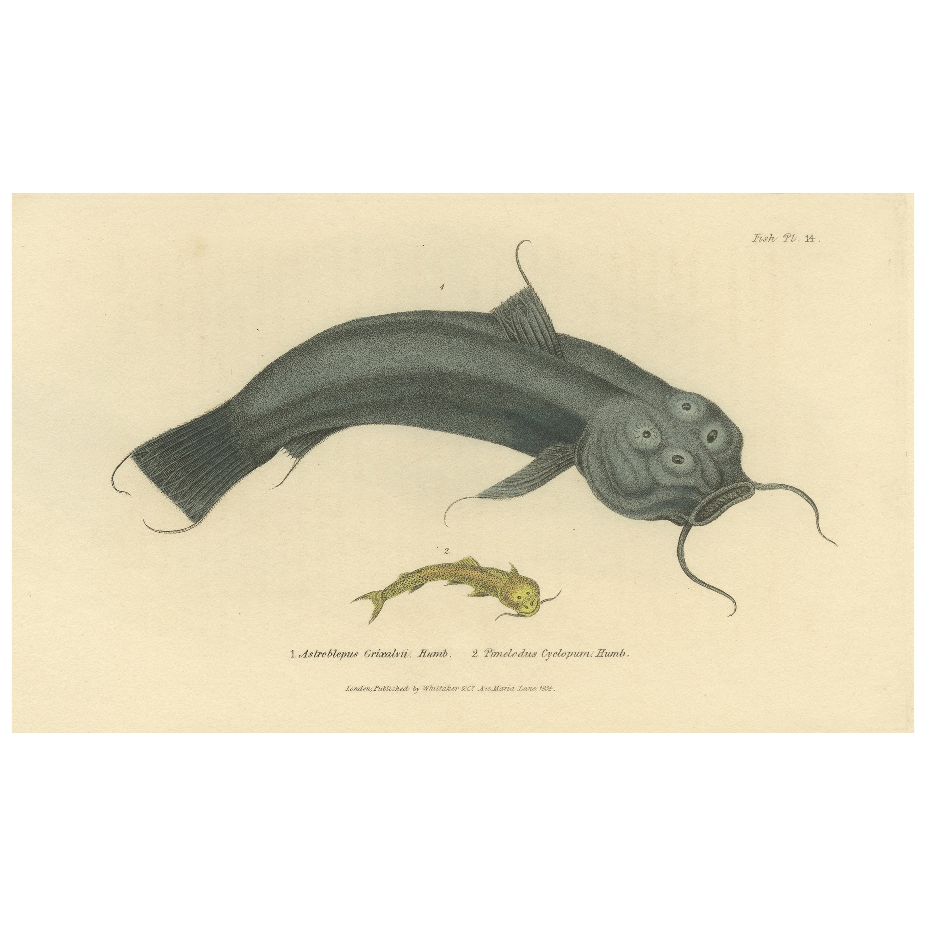 Antique Print with Hand Coloring of Catfish species For Sale