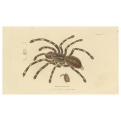 Antique Print of a Female Sri Lanka Ornamental Tiger Spider or Tarantula, 1833