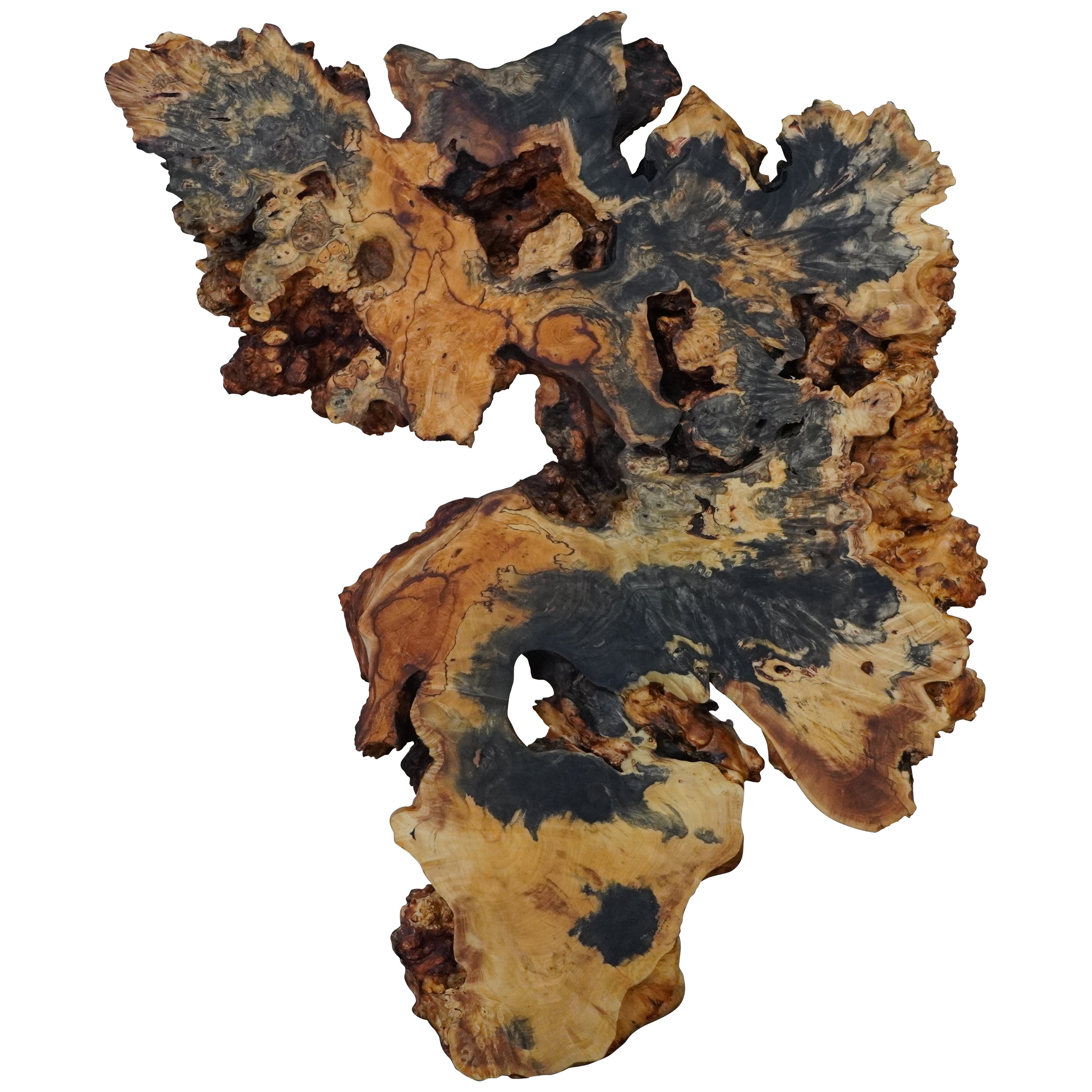 Buckeye Burl is a tumor growth on the root system underground of a Buckeye tree from the upper Northwest of the continental US. It's stunning color variations come from the sediment the tree grows around. Making each section of this truly rare burl