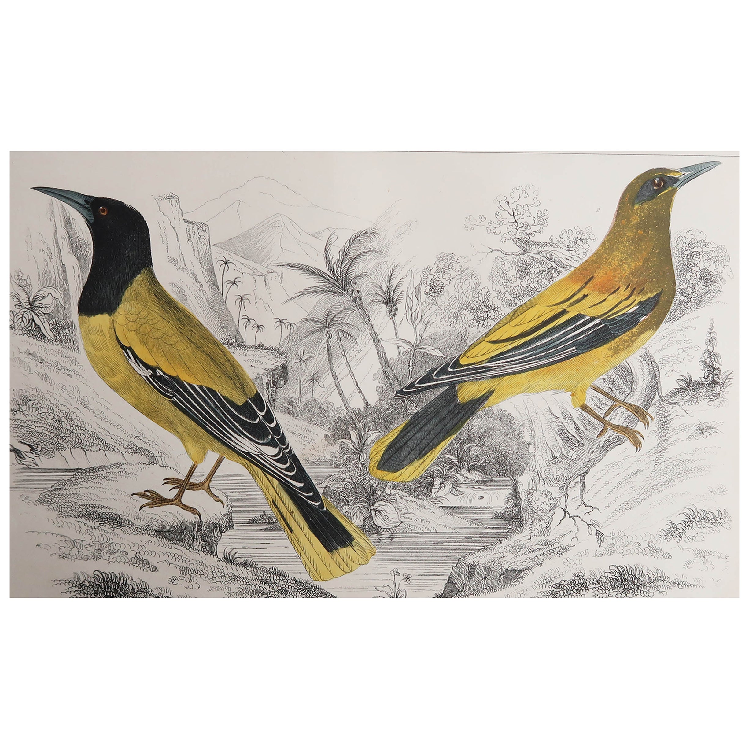 Original Antiker Originaldruck der goldenen Oriole, 1847, ungerahmt im Angebot