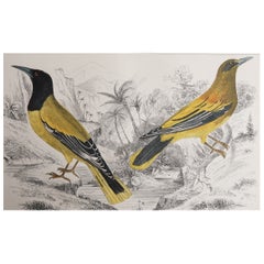 Impression ancienne d'origine d'oriole dorée, 1847, non encadrée