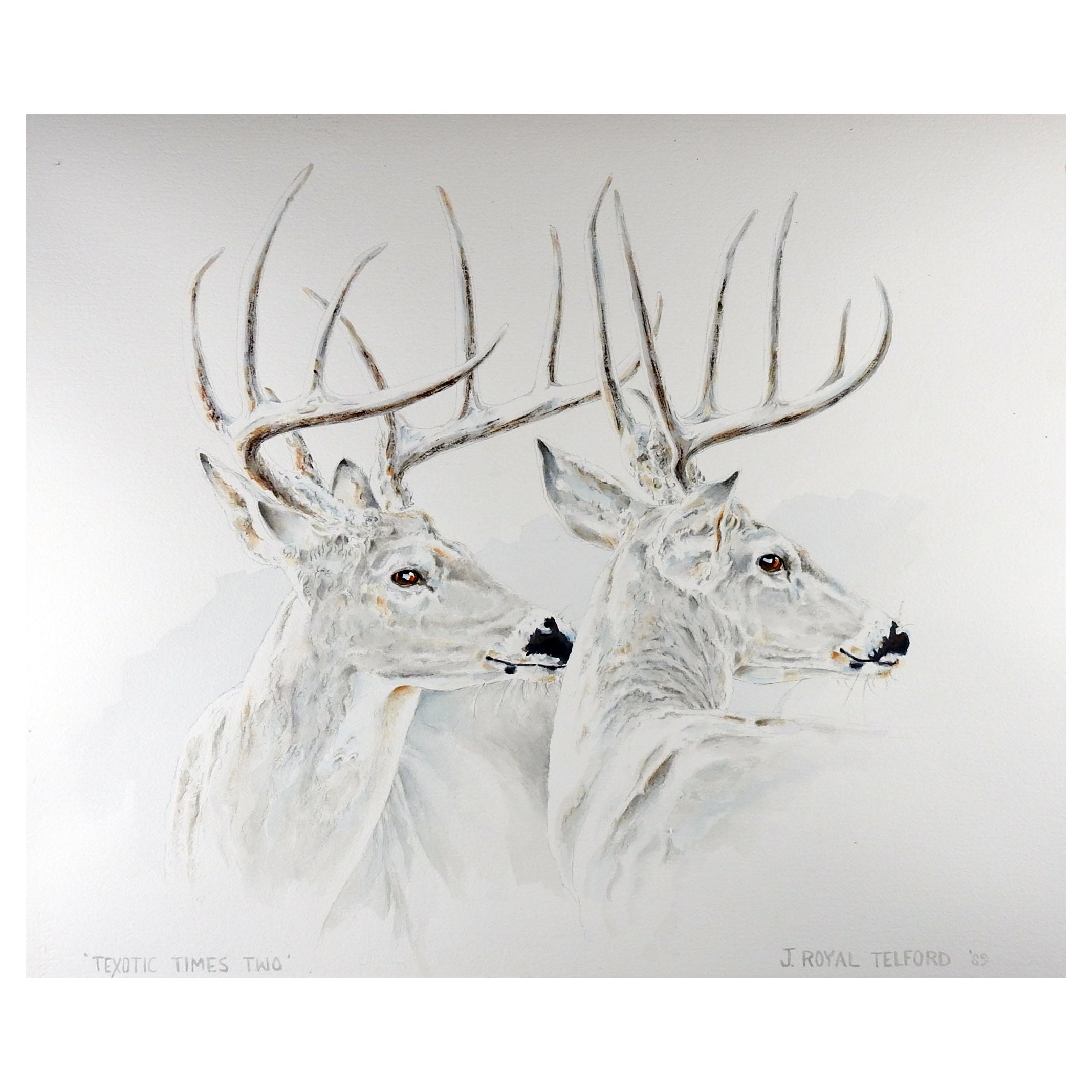 J. Royal Telford Texas White Tail Deer Watercolor Painting For Sale
