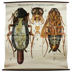 Antique Early 20th Century Paul Pfurtscheller Zoological Wall Chart, Cockroach
