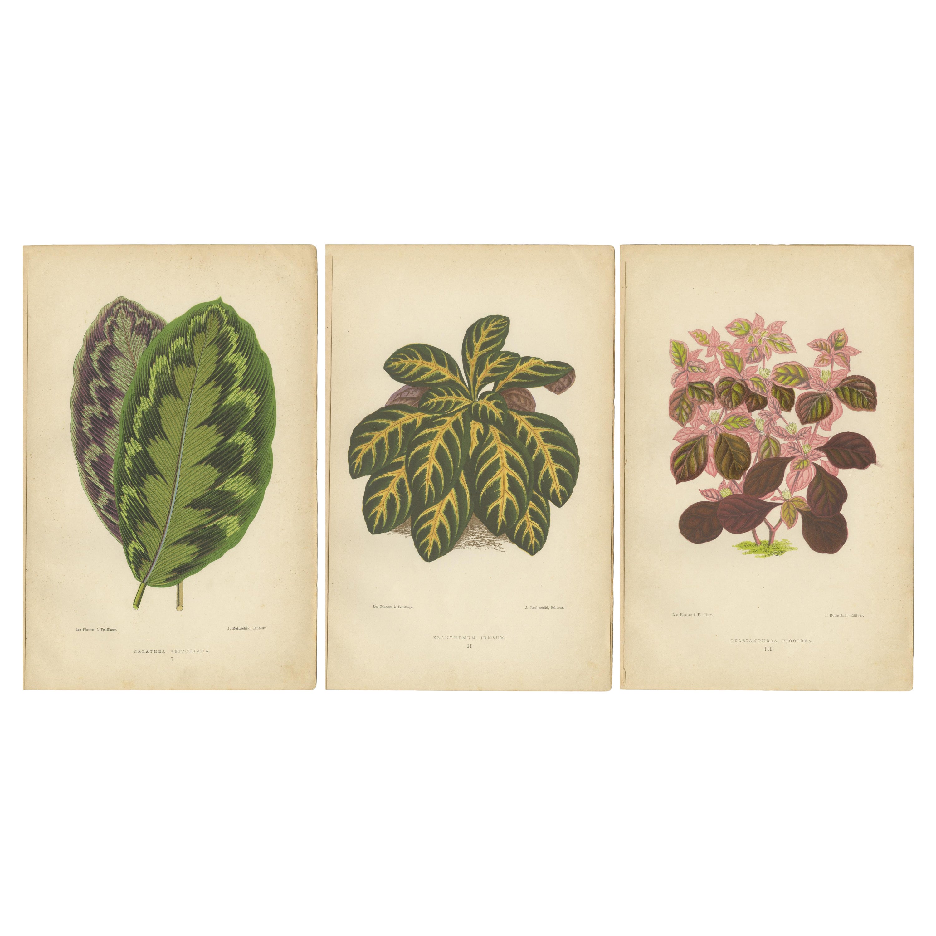 Vibrant Botanicals: A Study of Leaf Patterns and Colors, Published in 1880 For Sale