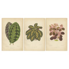 Antique Vibrant Botanicals: A Study of Leaf Patterns and Colors, Published in 1880
