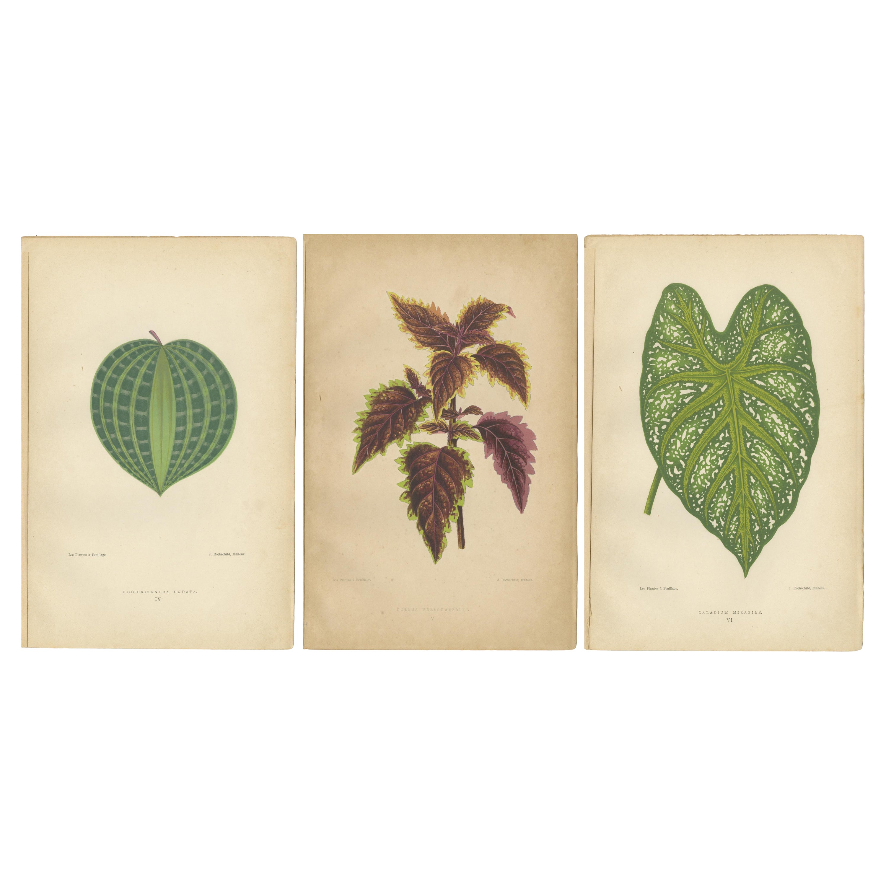 Victorian Elegance: A Trio of Ornamental Foliage from 1880 Paris For Sale