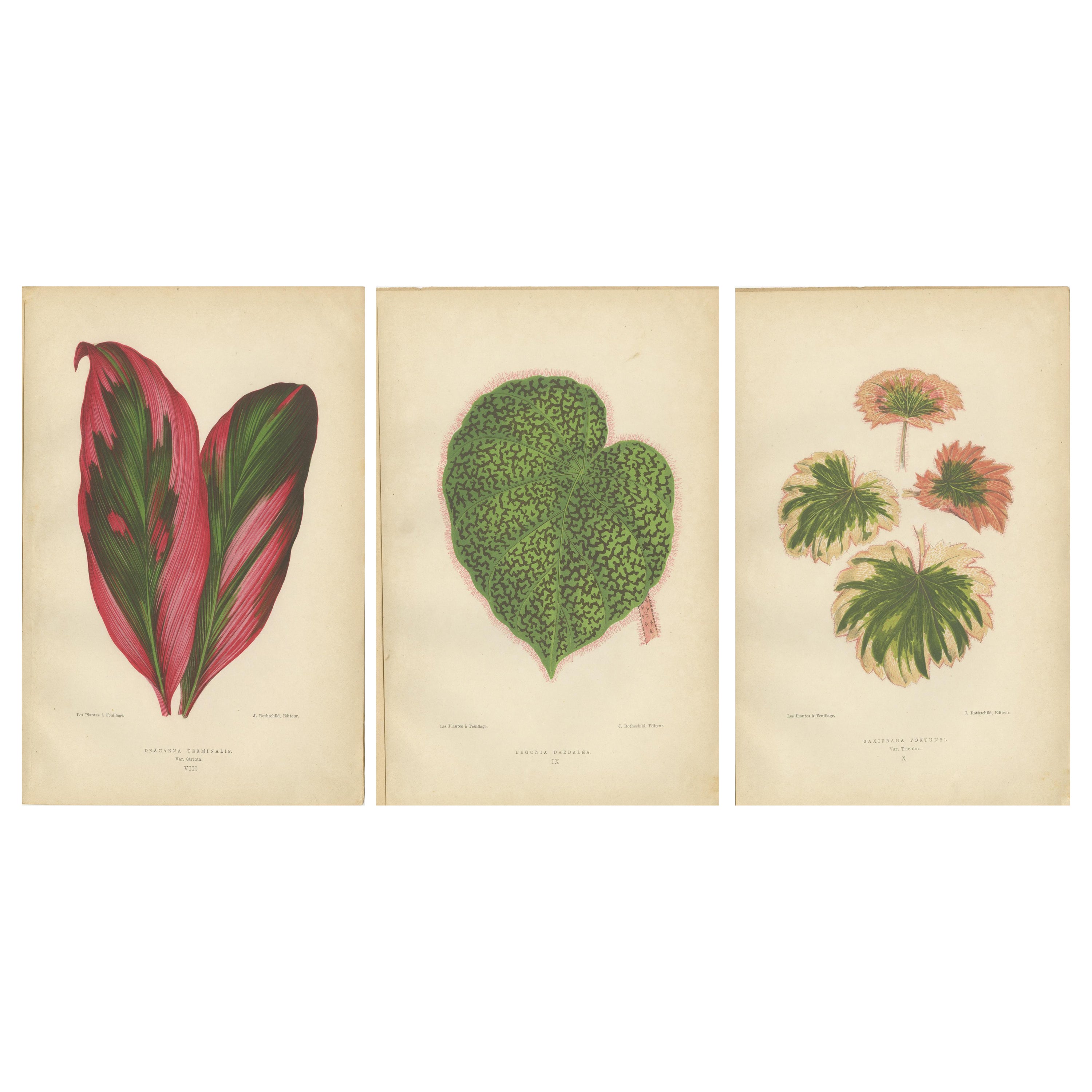 Vintage Botanical Elegance: A Triptych of 19th Century Colored Foliage Studies For Sale