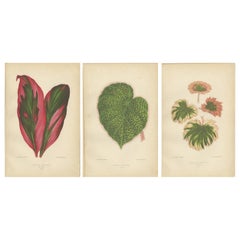 Used Botanical Elegance: A Triptych of 19th Century Colored Foliage Studies