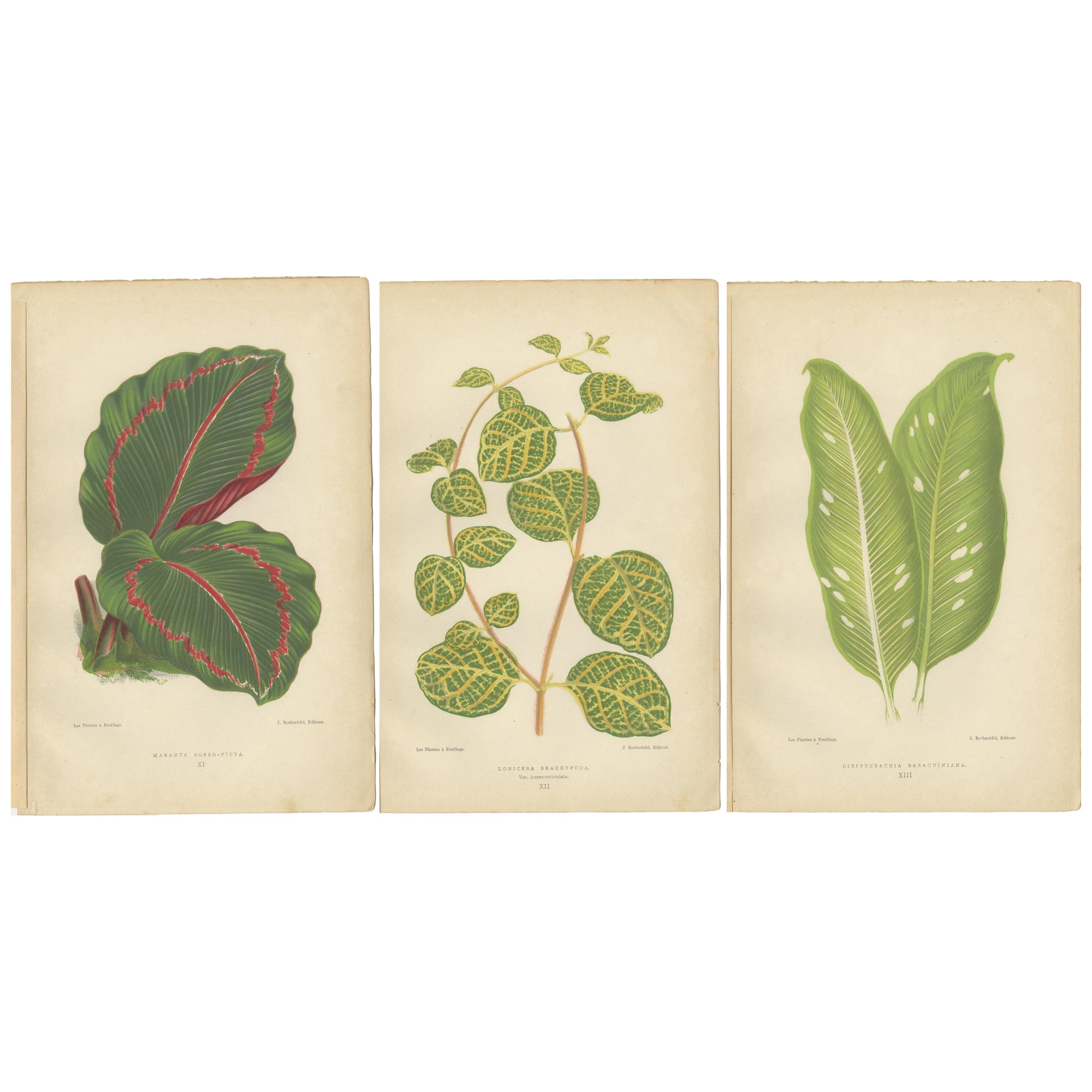 Vibrant Elegance: Botanical Illustrations of Foliage from 1880 Paris For Sale