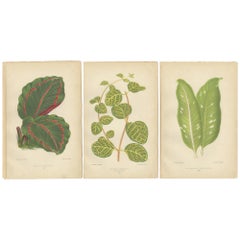 Antique Vibrant Elegance: Botanical Illustrations of Foliage from 1880 Paris