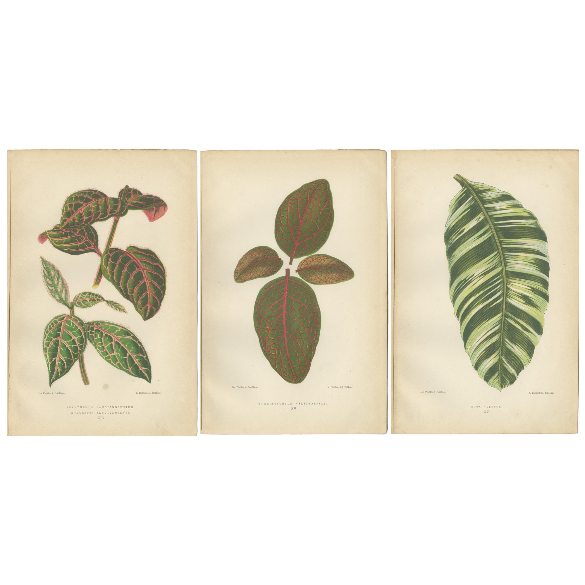 Botanical Elegance: Masterpieces of Victorian Horticulture, Published in 1880 For Sale