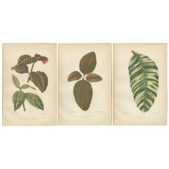 Antique Botanical Elegance: Masterpieces of Victorian Horticulture, Published in 1880
