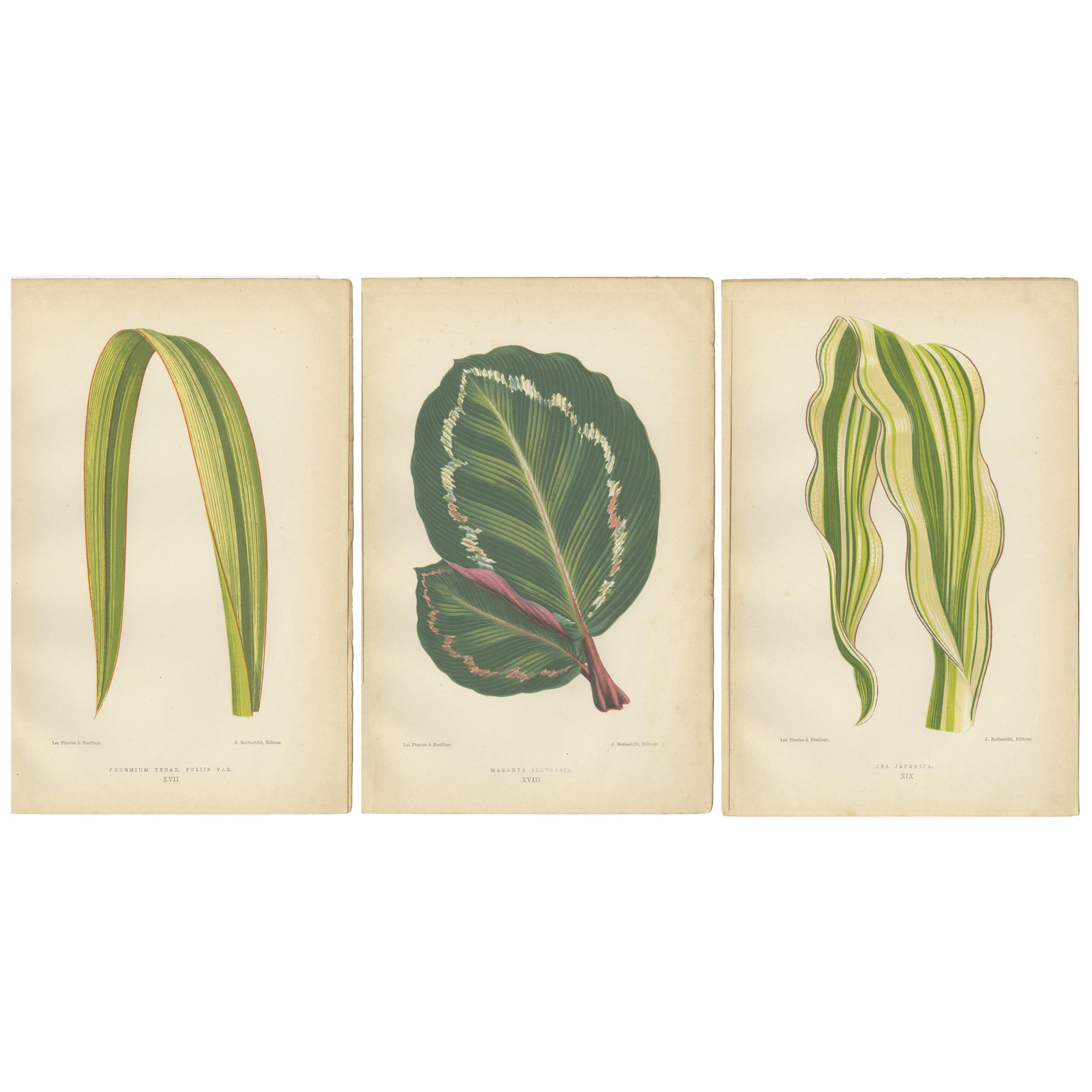 Variegated Elegance: A Collection of 19th Century Botanical Prints For Sale