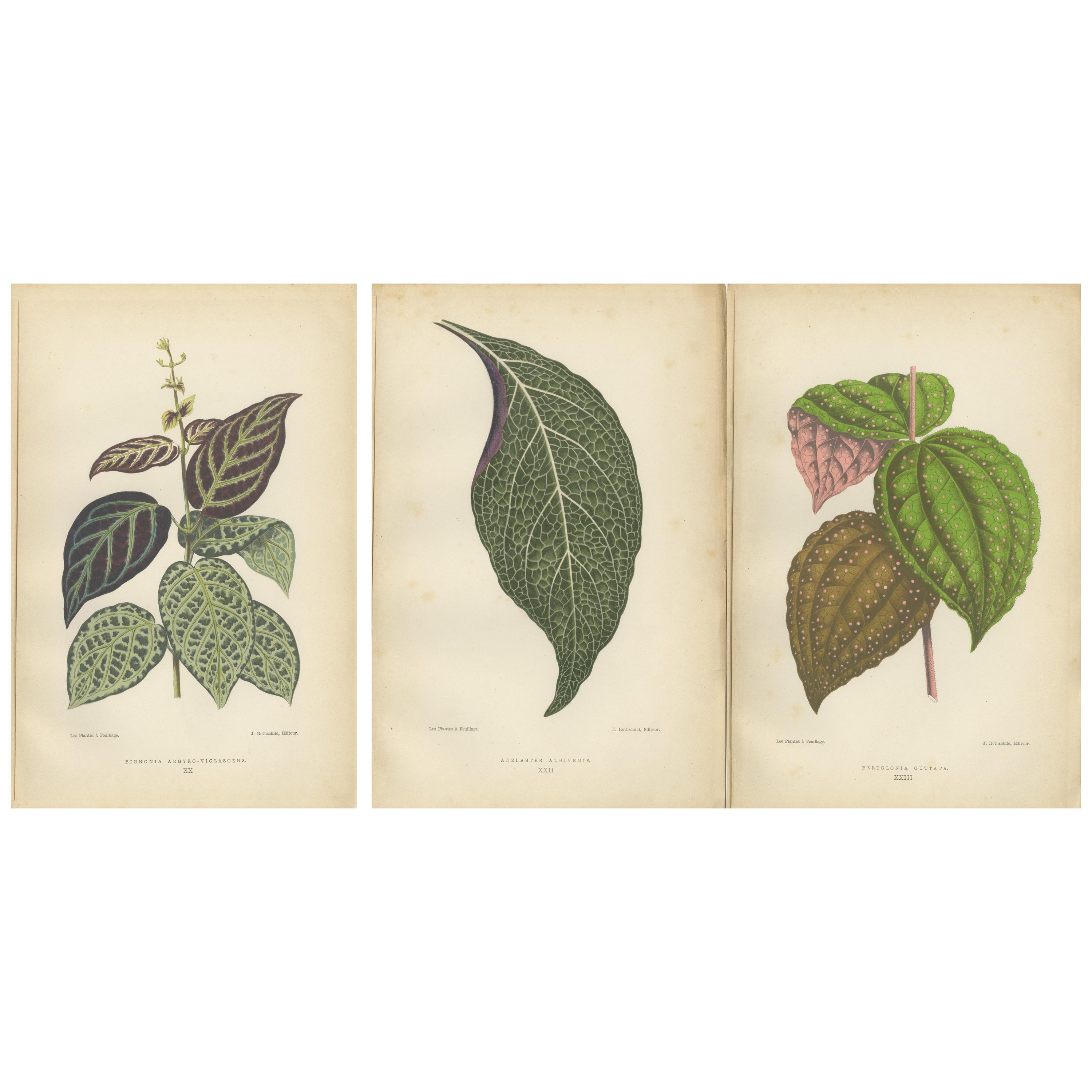 Verdant Variations: A Triptych of 19th Century Botanical Elegance, 1880 For Sale