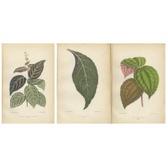 Verdant Variations: A Triptych of 19th Century Botanical Elegance, 1880