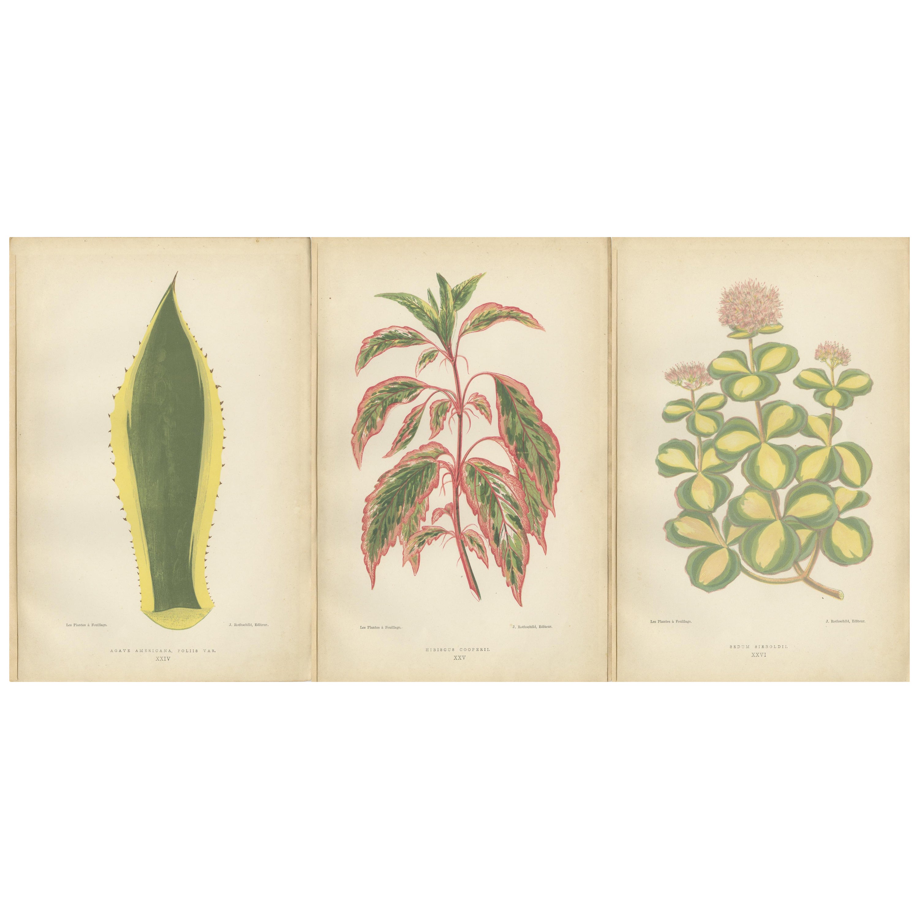 Botanical Elegance: A Triptych of Variegated Splendor, Published in 1880 For Sale