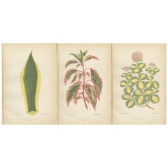 Vintage Botanical Elegance: A Triptych of Variegated Splendor, Published in 1880