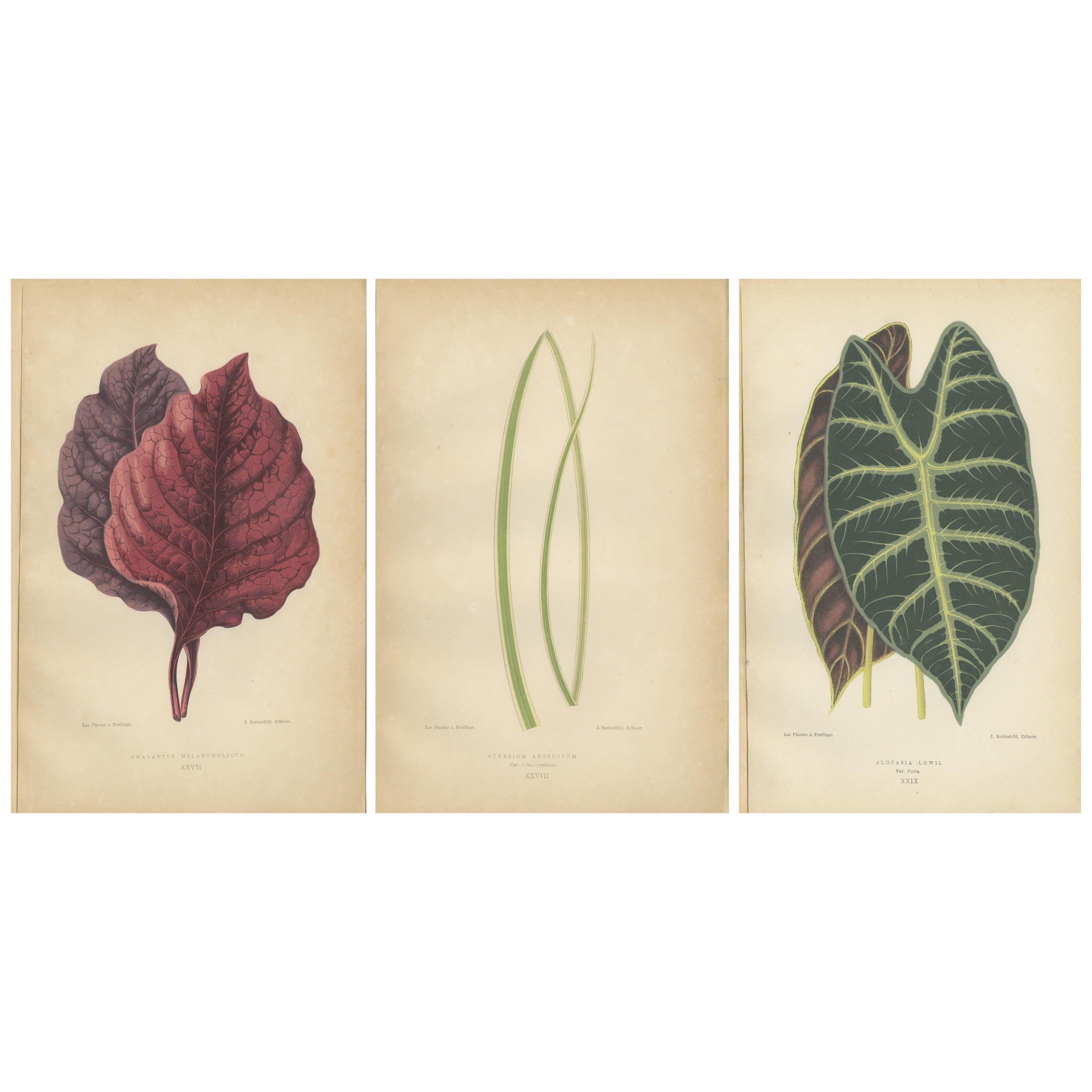 A Symphony of Botanical Elegance: 19th-Century Colored Foliage Illustrations For Sale