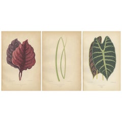 Antique A Symphony of Botanical Elegance: 19th-Century Colored Foliage Illustrations