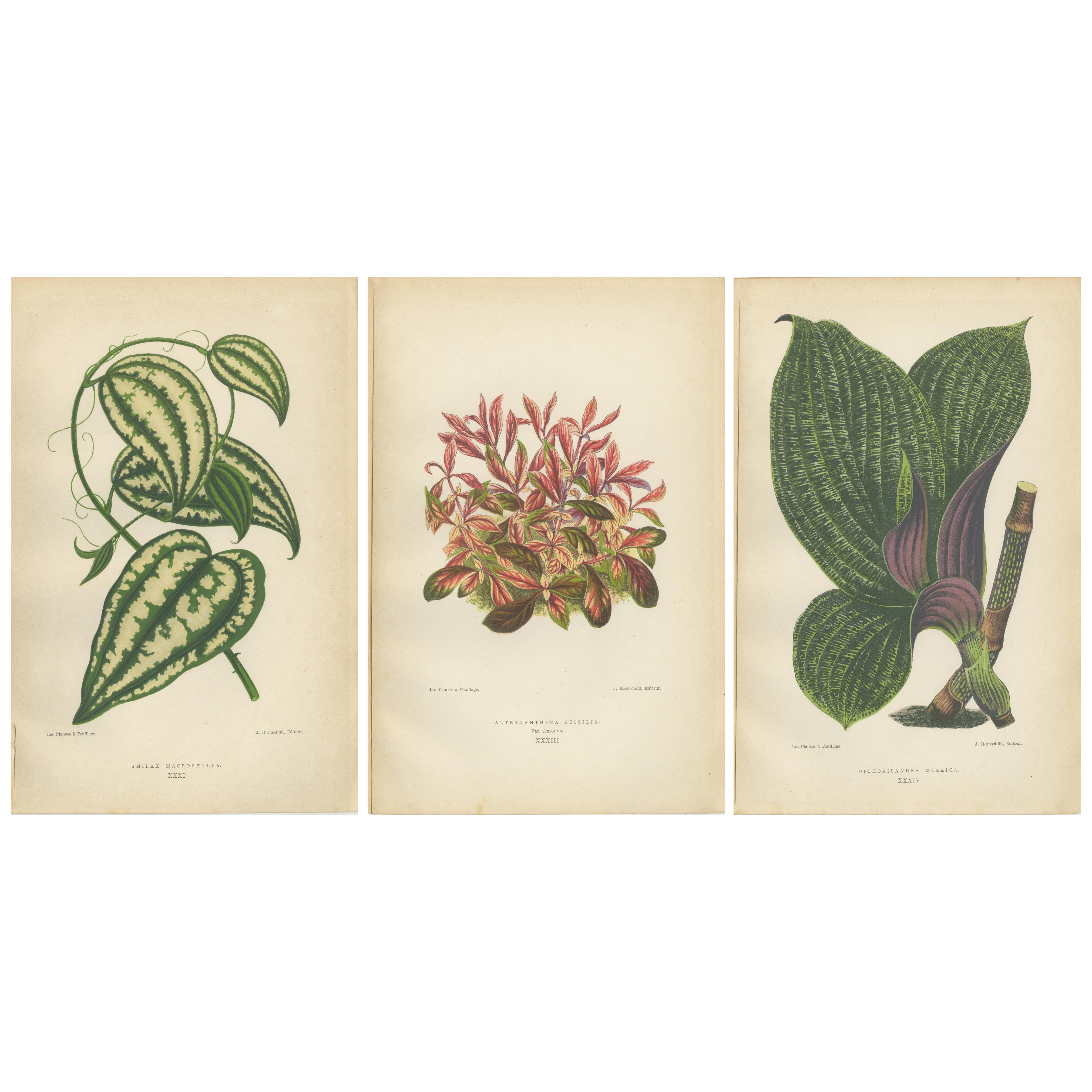 Verdant Splendor: Botanical Illustrationen von Blattwerk aus dem Jahr 1880